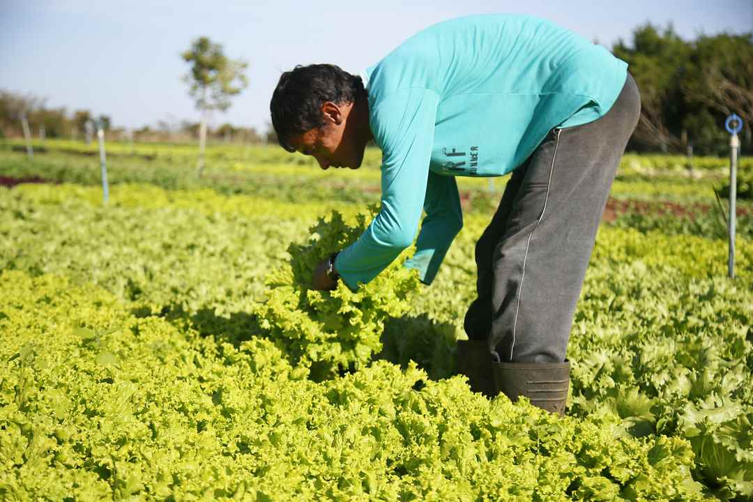 Das mãos cansadas de 71 mil pessoas sai o alimento que chega à mesa dos sul-mato-grossenses