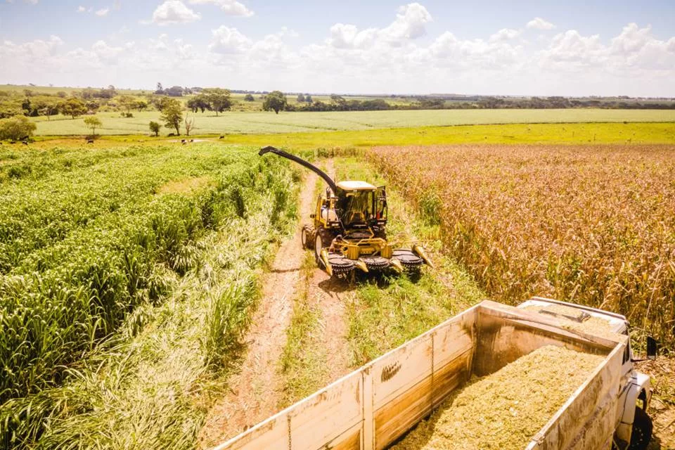 Calorão já causa prejuízos ao agro, com a perda de safras e animais