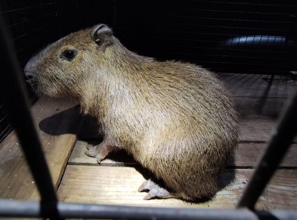 Filhote de capivara é resgatado em ‘boca de fumo’ em MS; suspeito foi preso em flagrante