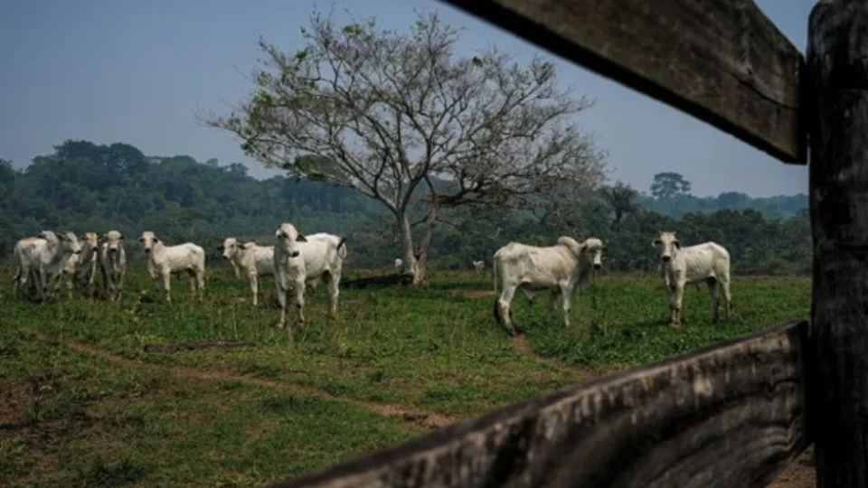 Segundo maior frigorífico do país lucra na Bolsa com lavagem de gado e desmatamento ilegal
