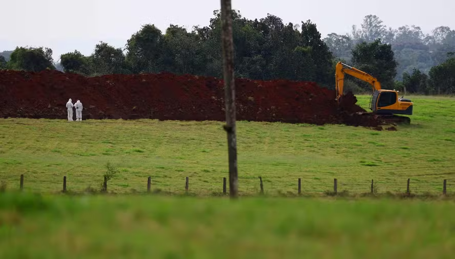 Frangos sacrificados e ovos destruídos: entenda as medidas sanitárias para conter gripe aviária no RS Frangos sacrificados e ovos destruídos: entenda as medidas sanitárias para conter gripe aviária no RS