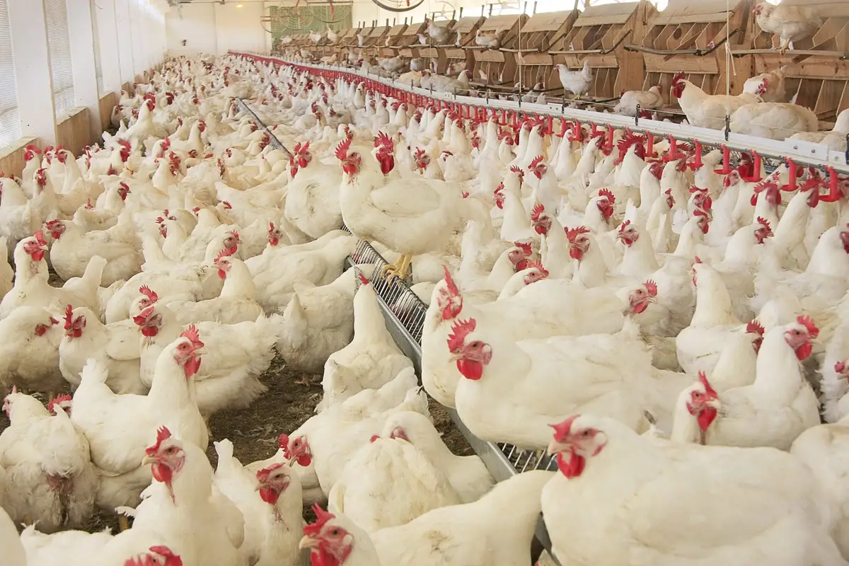 Brasil livre da gripe aviária: fim do vazio sanitário deve ser anunciado nesta quarta-feira Brasil livre da gripe aviária: fim do vazio sanitário deve ser anunciado nesta quarta-feira