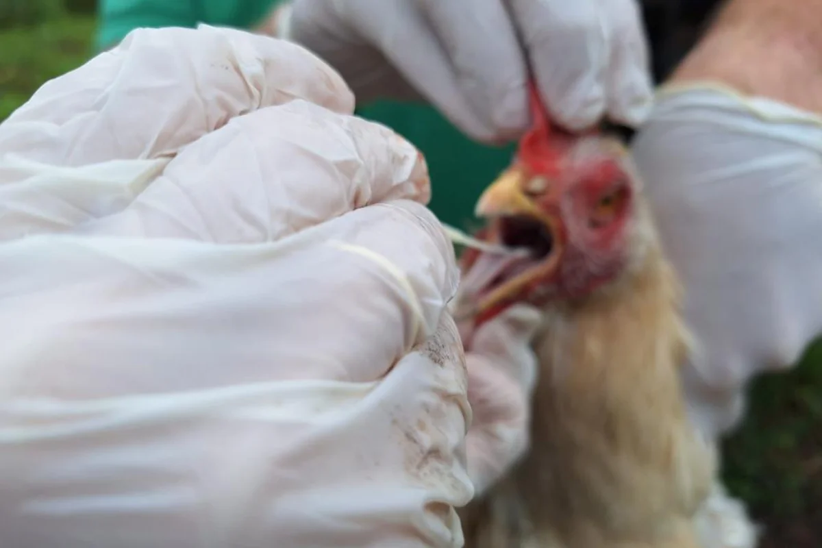 Indea-MT determina barreira sanitária e abate de animais em granja infectada