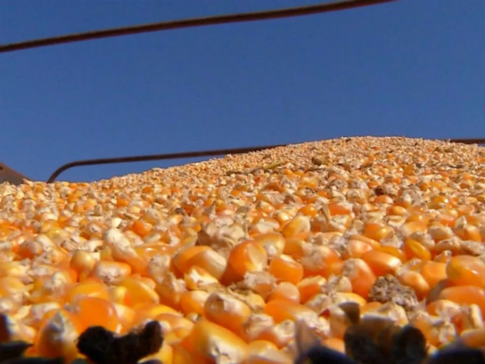 Empresário perde R$ 100 mil em golpe ao comprar sacas de milho por PIX em Dourados Empresário perde R$ 100 mil em golpe ao comprar sacas de milho por PIX em Dourados