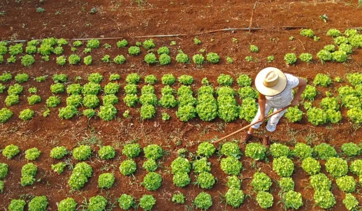 Agricultura familiar no Norte e Centro-Oeste receberá R$ 1 bilhão em investimentos Agricultura familiar no Norte e Centro-Oeste receberá R$ 1 bilhão em investimentos