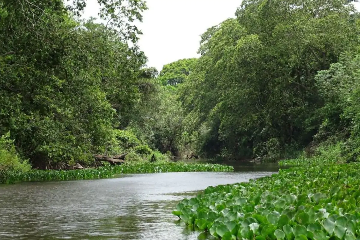 Lula barra “PL da Devastação” e preserva regras que protegem Mata Atlântica